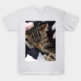 Kitten t-shirt T-Shirt